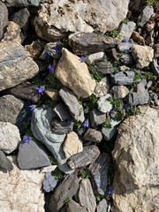 Campanula cenisia