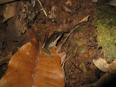 Lithobates palmipes