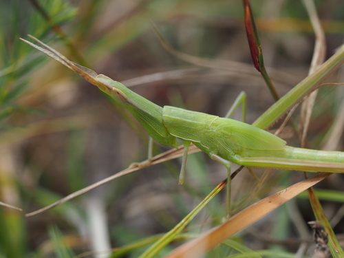 Photo of Mediterranean Slant-faced Grasshopper (Acrida ungarica)