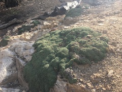 Petrophytum caespitosum caespitosum