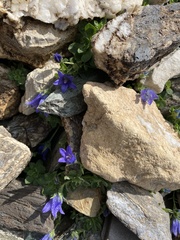 Campanula cenisia