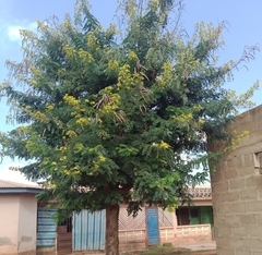 Senna surattensis