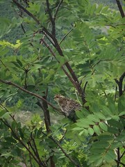 Canachites canadensis