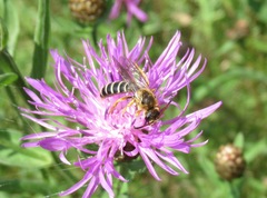 Halictus sexcinctus