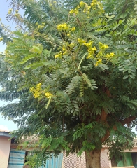Senna surattensis