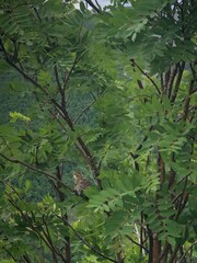 Canachites canadensis