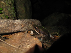 Lithobates palmipes