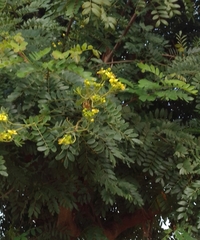 Senna surattensis