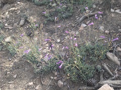 Penstemon scapoides