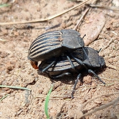 Pelecyphorus scutellaris