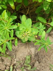 Euphorbia epithymoides