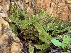 Polystichum lemmonii