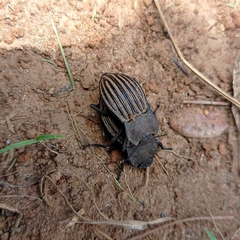 Pelecyphorus scutellaris