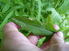 Phytomyza syngenesiae group