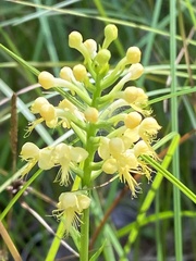 Platanthera cristata