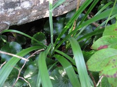 Stenanthium leimanthoides