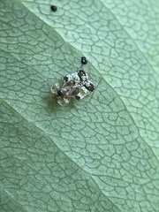 Corythucha associata