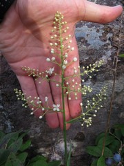 Stenanthium leimanthoides