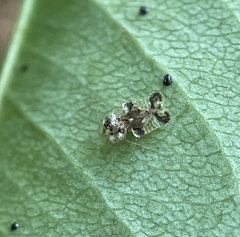 Corythucha associata