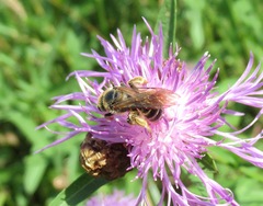 Halictus sexcinctus