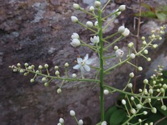 Stenanthium leimanthoides