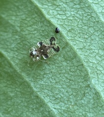 Corythucha associata