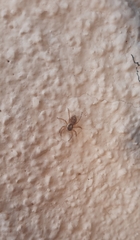 Menemerus semilimbatus