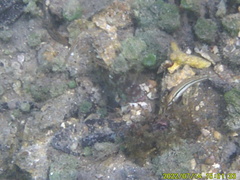 Halichoeres bivittatus