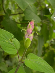 Salvia involucrata