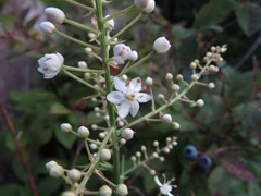 Stenanthium leimanthoides