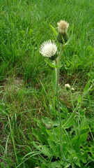 Cirsium tataricum