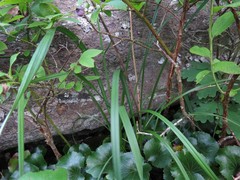Stenanthium leimanthoides