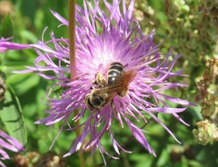 Halictus sexcinctus
