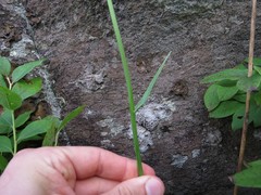 Stenanthium leimanthoides
