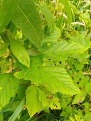 Dasineura ulmaria