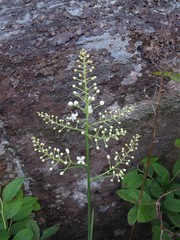 Stenanthium leimanthoides