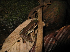 Lithobates palmipes