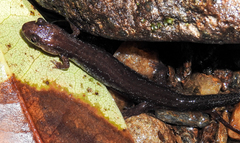 Desmognathus carolinensis