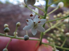Stenanthium leimanthoides