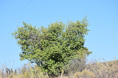 Prunus fremontii