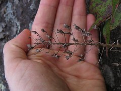 Stenanthium leimanthoides