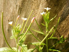 Epilobium pseudorubescens