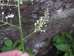 Stenanthium leimanthoides