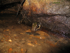 Lithobates palmipes