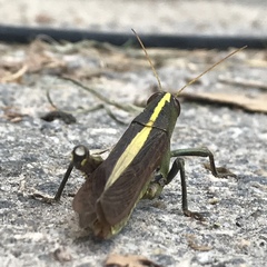 Schistocerca alutacea