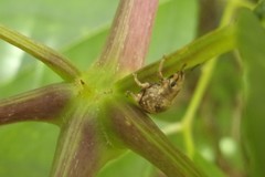 Pseudocneorhinus bifasciatus