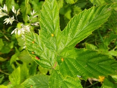 Dasineura ulmaria