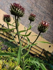Cynara cardunculus scolymus