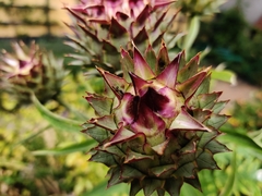 Cynara cardunculus scolymus