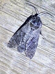 Prionoxystus macmurtrei